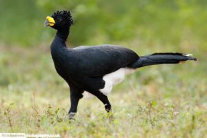 The Great Curassow