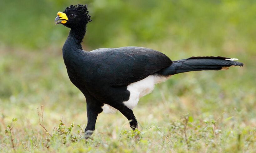 The Great Curassow